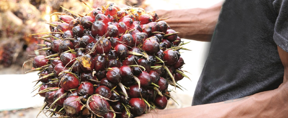 rspo сертификат что это. Смотреть фото rspo сертификат что это. Смотреть картинку rspo сертификат что это. Картинка про rspo сертификат что это. Фото rspo сертификат что это